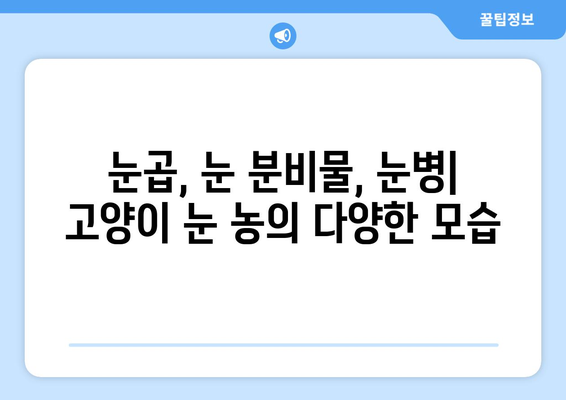 고양이 눈에 농이 생겼을 때| 증상, 원인, 치료법 완벽 가이드 | 고양이 눈병, 눈곱, 눈 분비물, 안과 질환