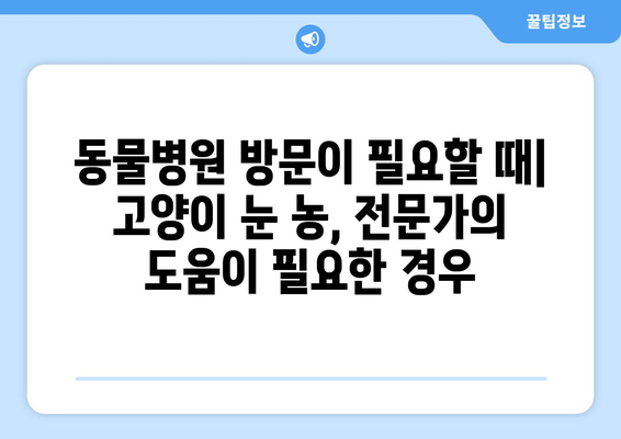 고양이 눈에 농이 생겼을 때| 증상, 원인, 치료법 완벽 가이드 | 고양이 눈병, 눈곱, 눈 분비물, 안과 질환