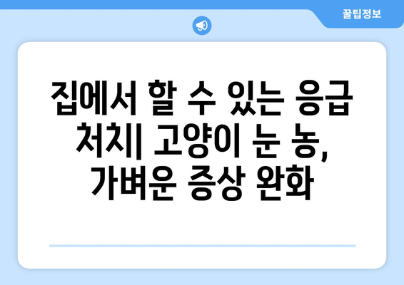 고양이 눈에 농이 생겼을 때| 증상, 원인, 치료법 완벽 가이드 | 고양이 눈병, 눈곱, 눈 분비물, 안과 질환