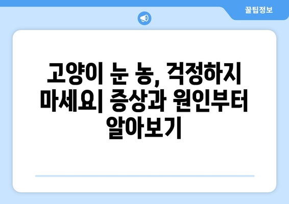 고양이 눈에 농이 생겼을 때| 증상, 원인, 치료법 완벽 가이드 | 고양이 눈병, 눈곱, 눈 분비물, 안과 질환